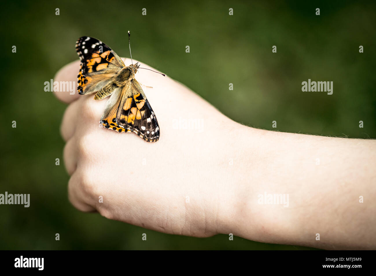 Painted Lady oder kosmopolitische Schmetterling sitzt auf Kind/Person's Hand mit Faust Stockfoto