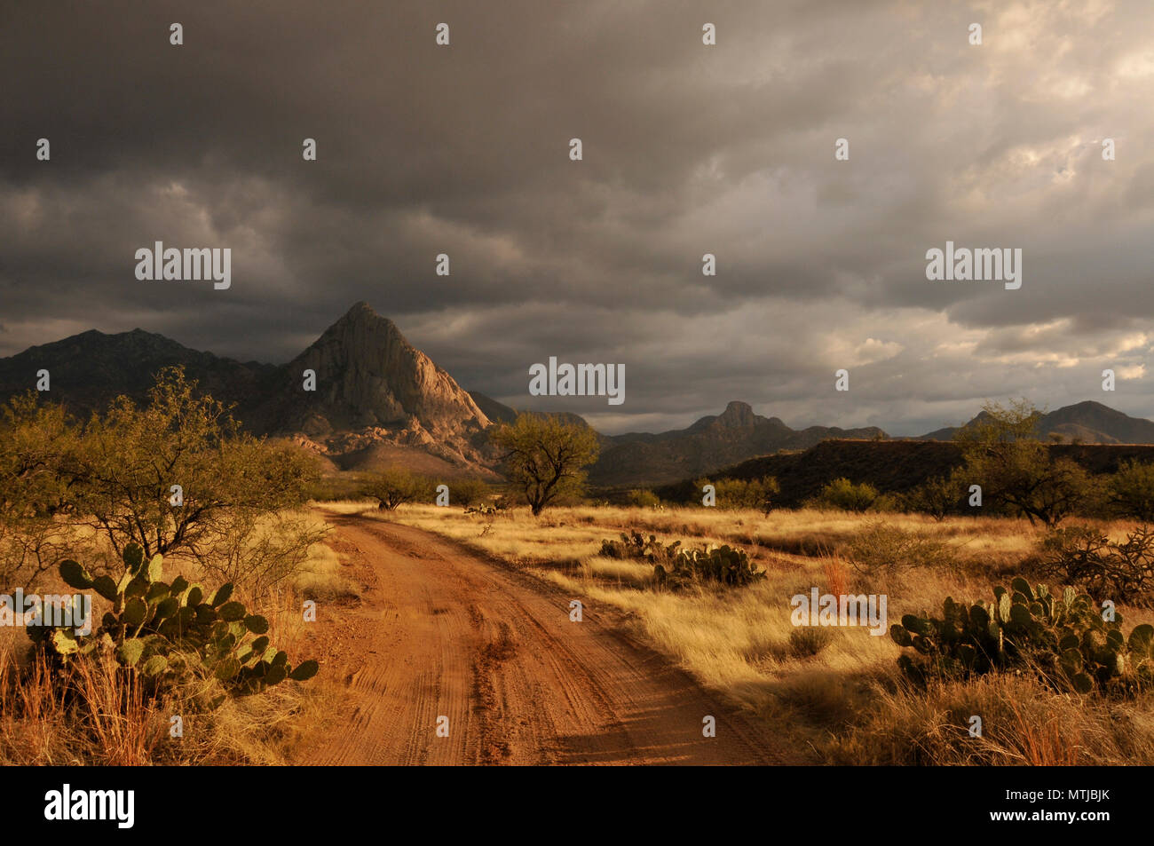 Elefantenkopf erhebt sich über die Wiesen in den Ausläufern der Santa Rita Mountains in der Sonoran Wüste, Arizona, USA. Stockfoto