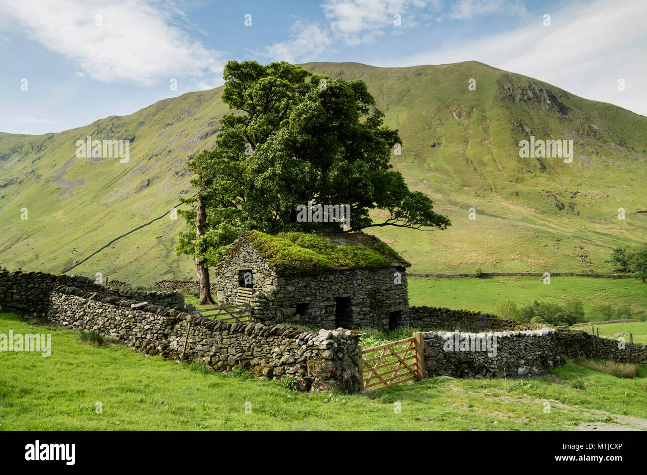 Traditionelle alte Scheune mit dem Berg von hartsop Dodd Hinter, Hartsop, Lake District, Cumbria, Großbritannien Stockfoto