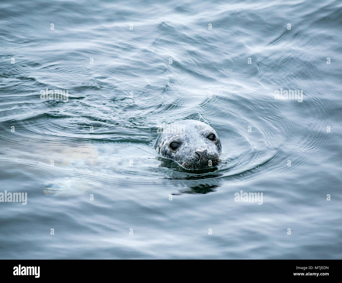 24. Mai 2018. Firth-of-Forth, Schottland, Großbritannien. Nahaufnahme eines neugierige Kegelrobbe schwimmen im Wasser Stockfoto