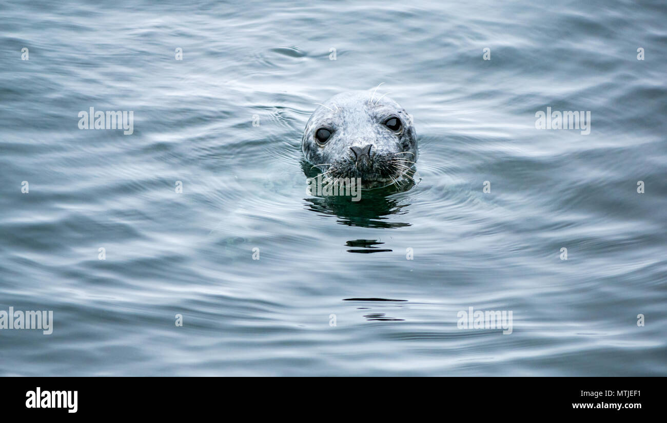 24. Mai 2018. Firth-of-Forth, Schottland, Großbritannien. Nahaufnahme eines neugierige Kegelrobbe schwimmen im Wasser Stockfoto