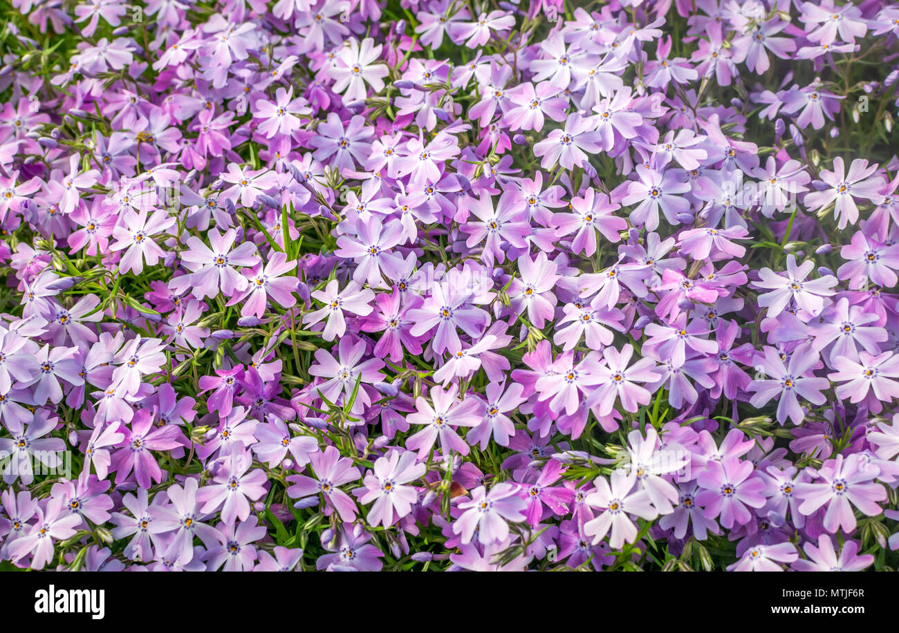 Ein Bündel von Lila Rosa gras Blumen im Garten Stockfoto