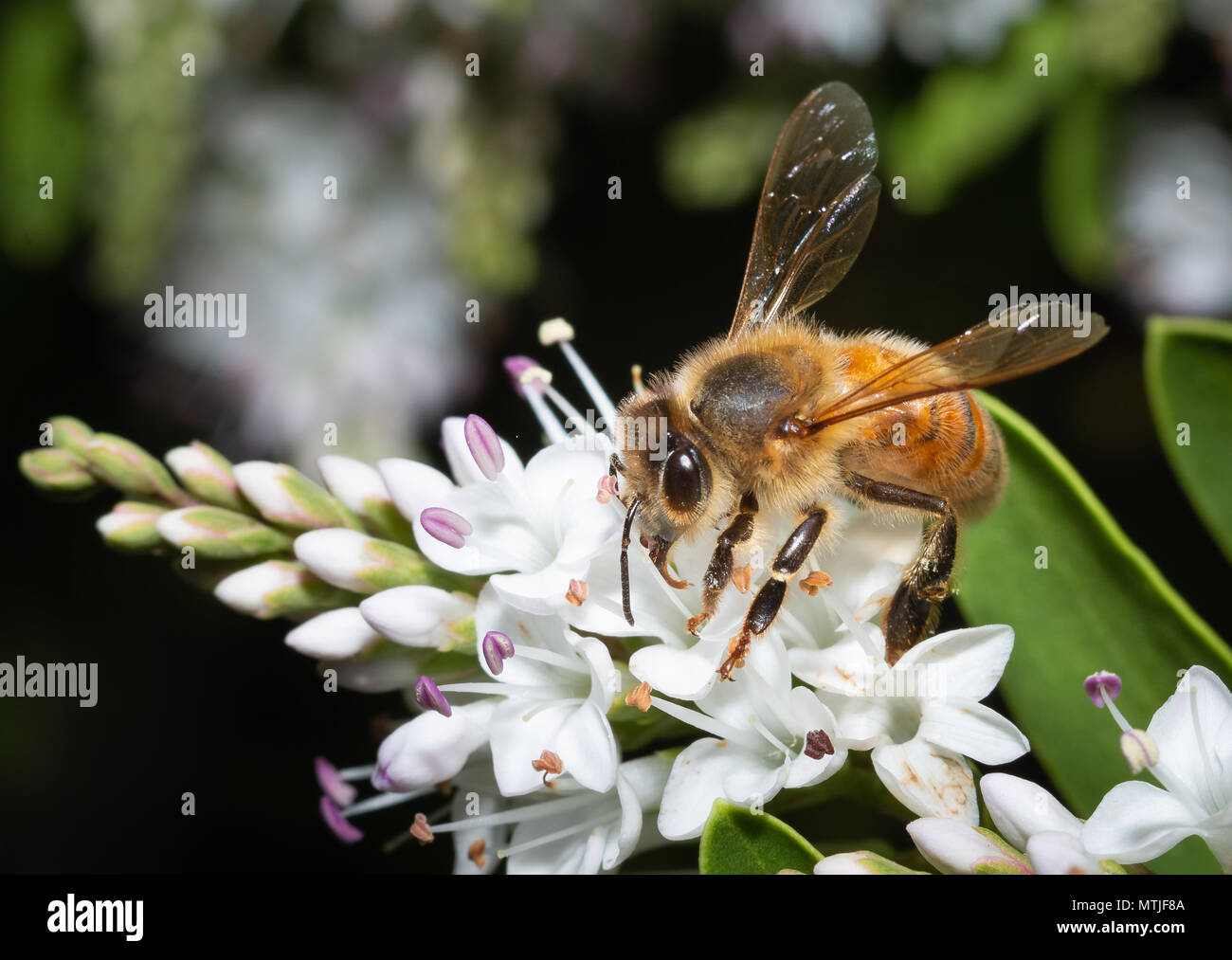 Biene bestäubt weiße Blumen Makro Stockfoto