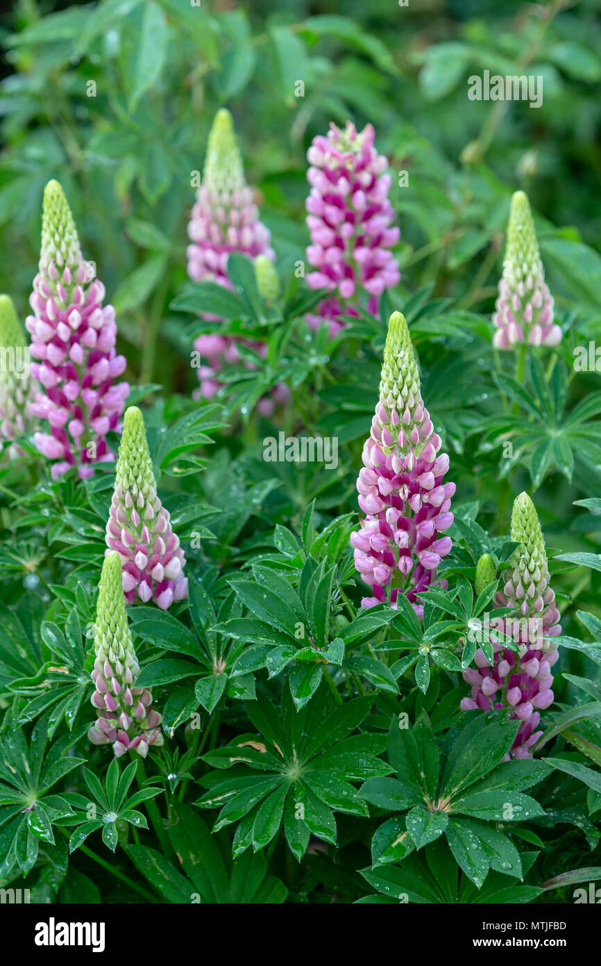 Eine Gruppe von bunten rosa Lupinen in einem englischen Country Garden Stockfoto