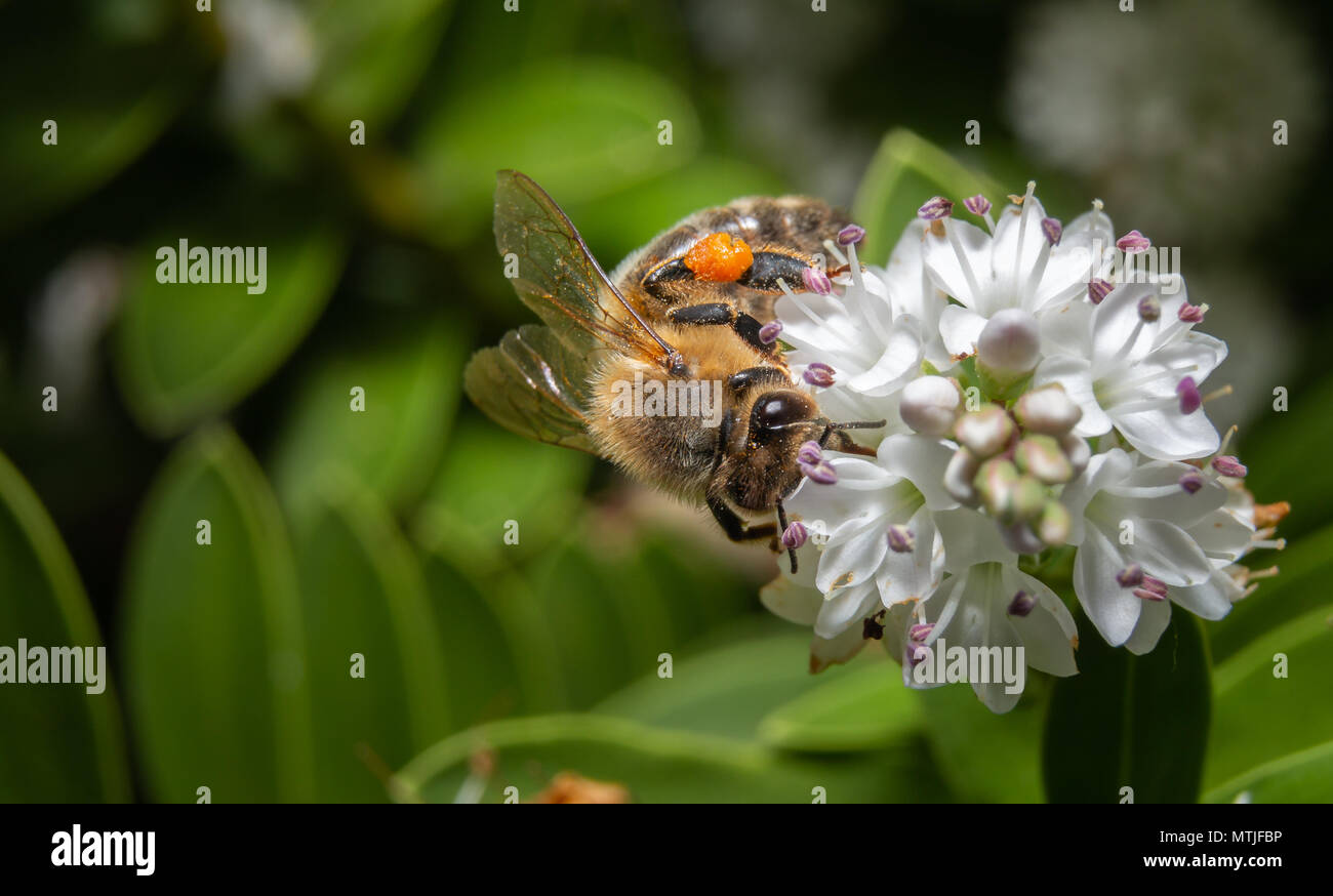 Biene bestäubt weiße Blumen Makro Stockfoto