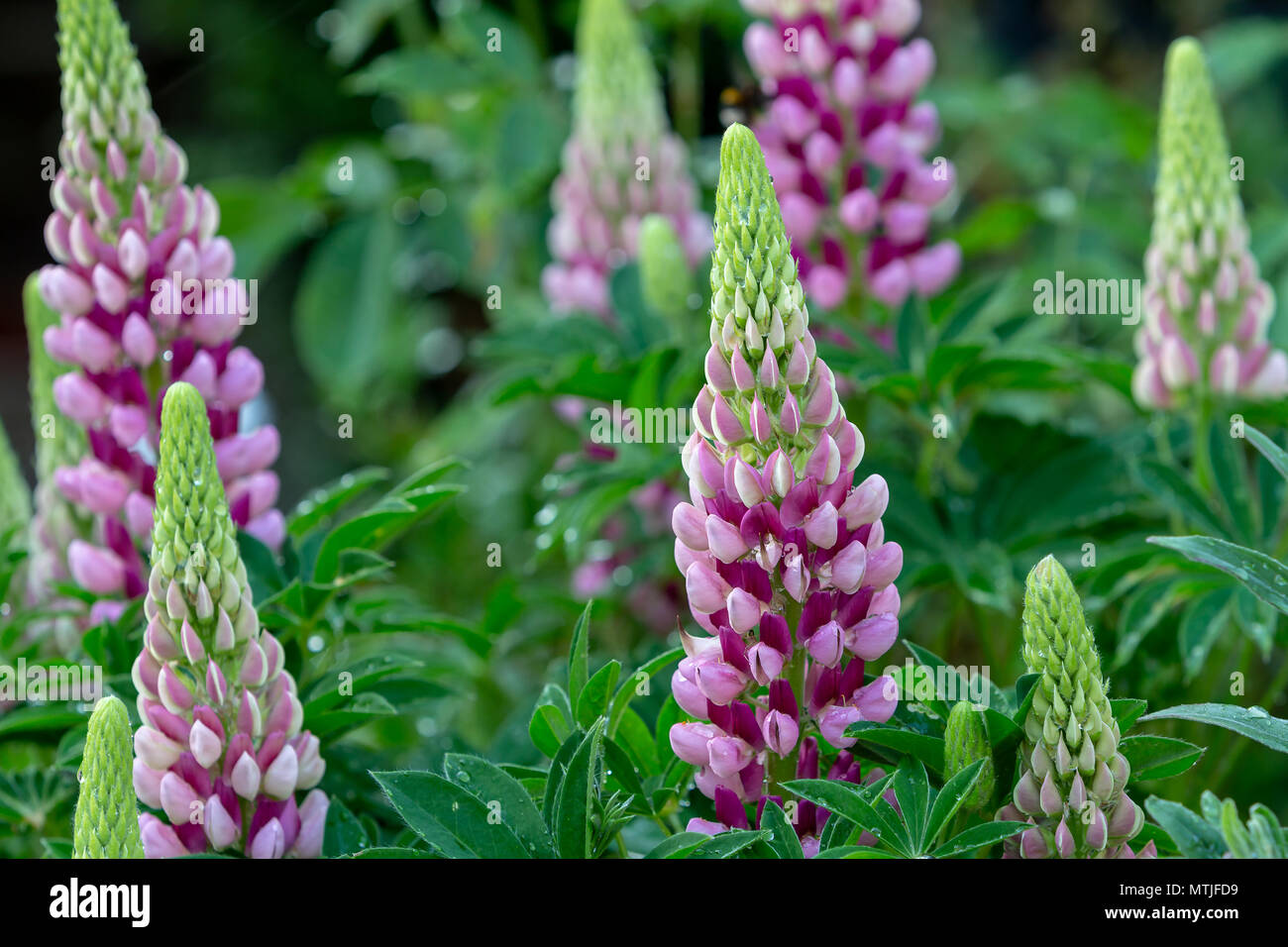 Eine Gruppe von bunten rosa Lupinen in einem englischen Country Garden Stockfoto