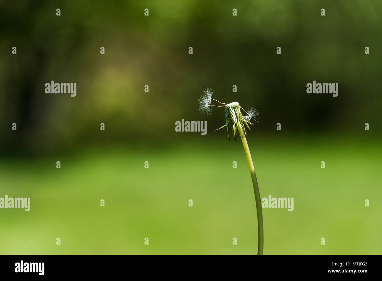 Eine unvollständige Löwenzahn (Taraxacum officinale) Stockfoto