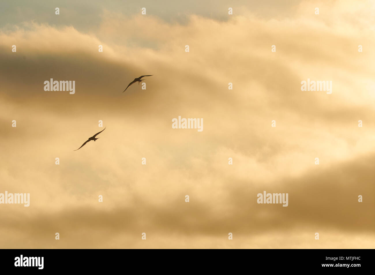 Zwei Flussseeschwalbe (Sterna hirundo) Silhouetten fliegen bei Sonnenuntergang gegen Goldene Wolken in Ses Salines Naturpark (Formentera, Balearen, Spanien) Stockfoto