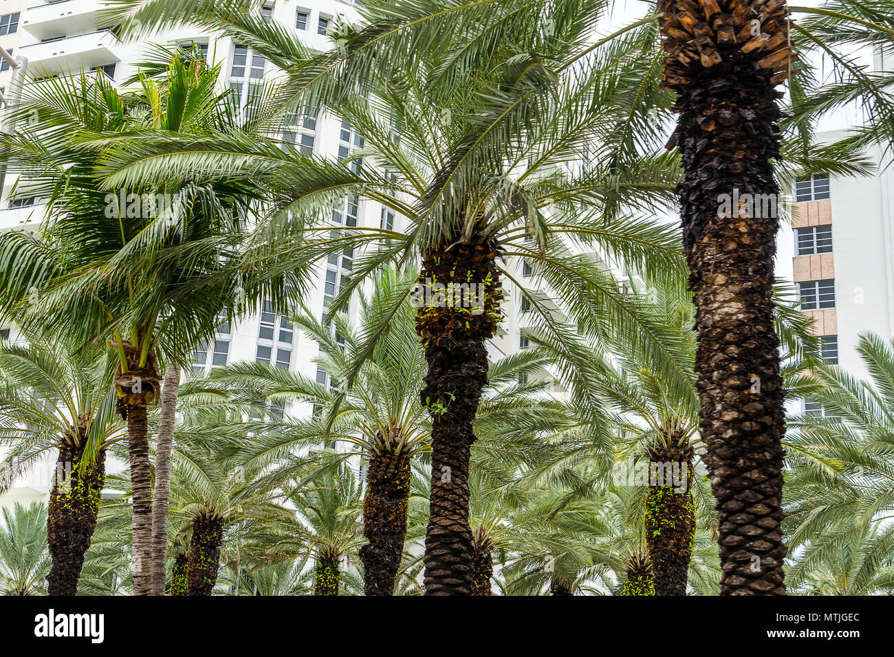 South Beach in Miami, Florida Stockfoto