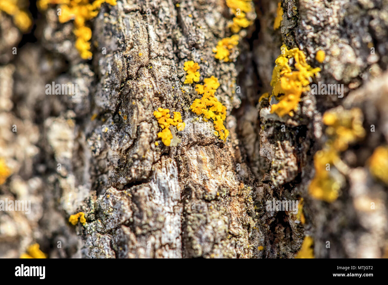 Baumrinde aus der Nähe mit gelben Flechten Stockfoto