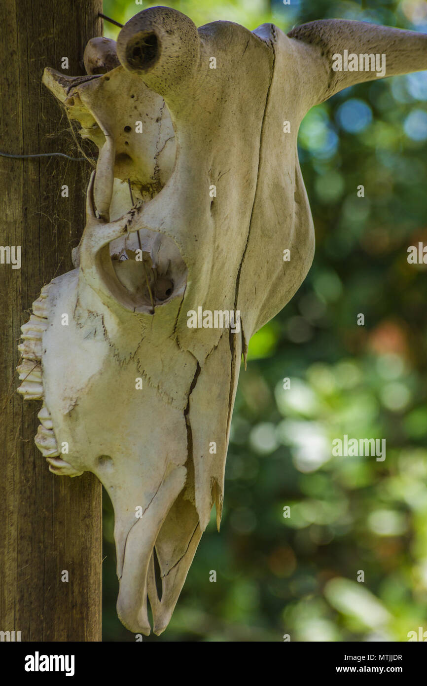 Skelett, Kuh Schädel Stockfoto