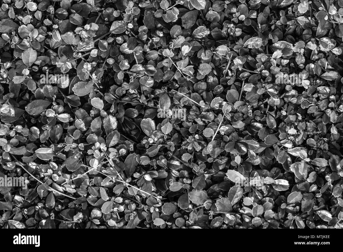 Schwarze und weiße Blätter Muster Textur Hintergrund für die Dekoration. Stockfoto