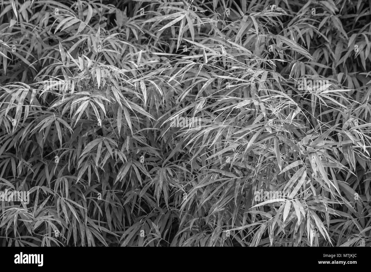 Schwarze und weiße Bambusblätter Muster Textur Hintergrund. Stockfoto
