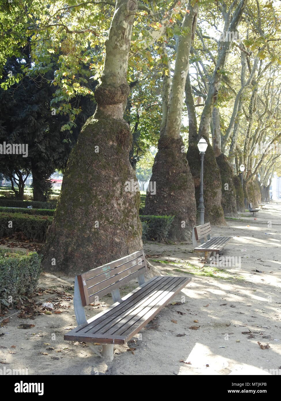 Ungewöhnliche Bäume Platans der Stadt Porto. Portugal. Stockfoto