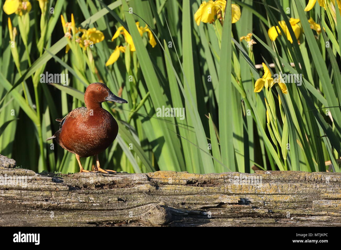 Cinnamon Teal Drake in Lake Washington, WA, USA Stockfoto