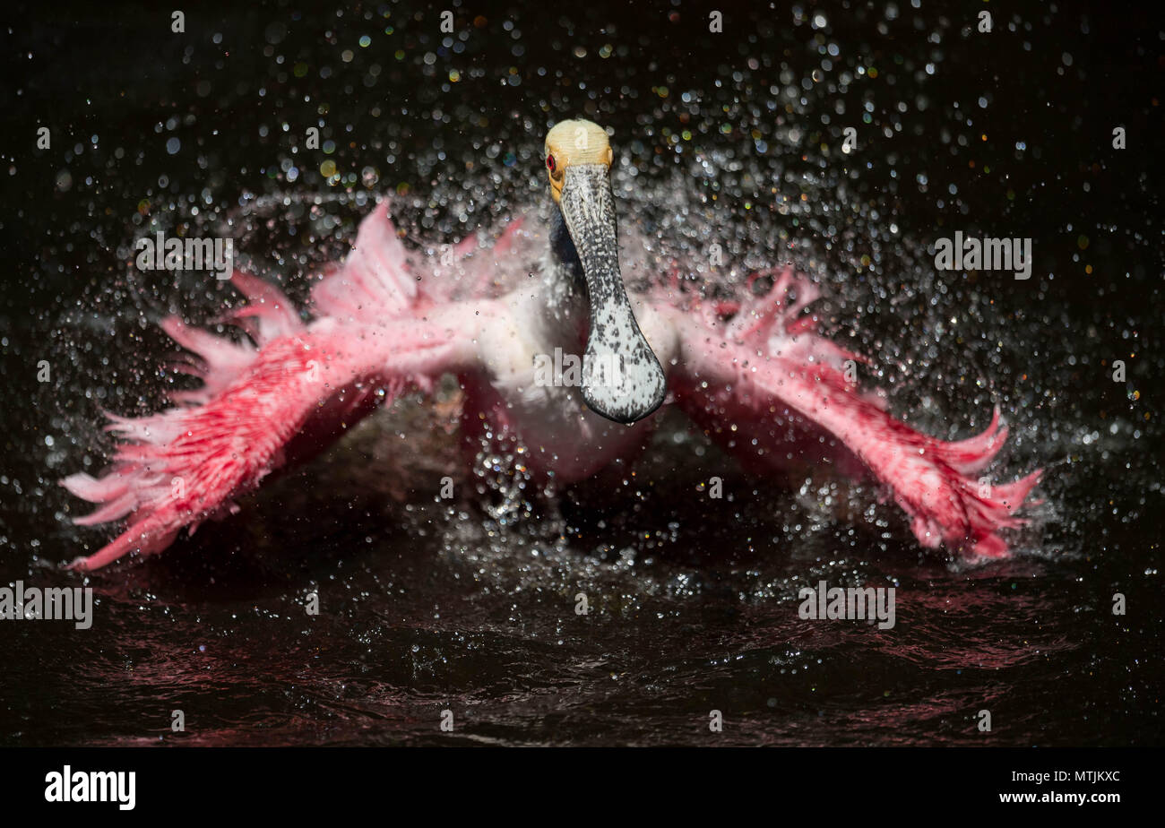 Rosalöffler in Florida Stockfoto