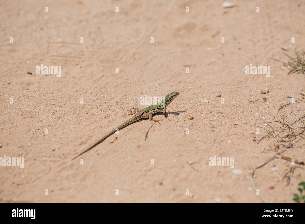 Grüne Eidechse im Sand im Fasano Apulien Italien Stockfoto