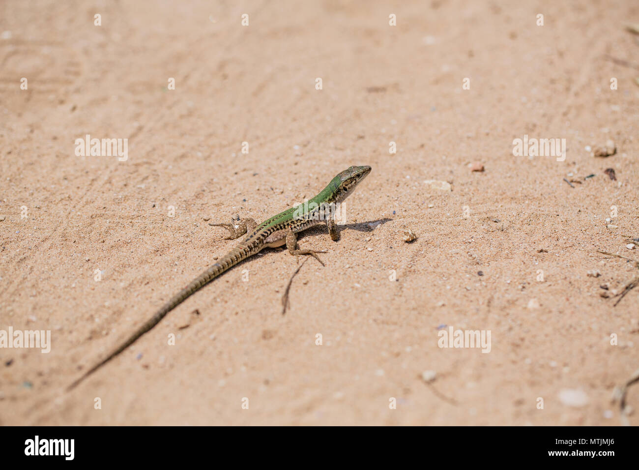 Grüne Eidechse im Sand im Fasano Apulien Italien Stockfoto