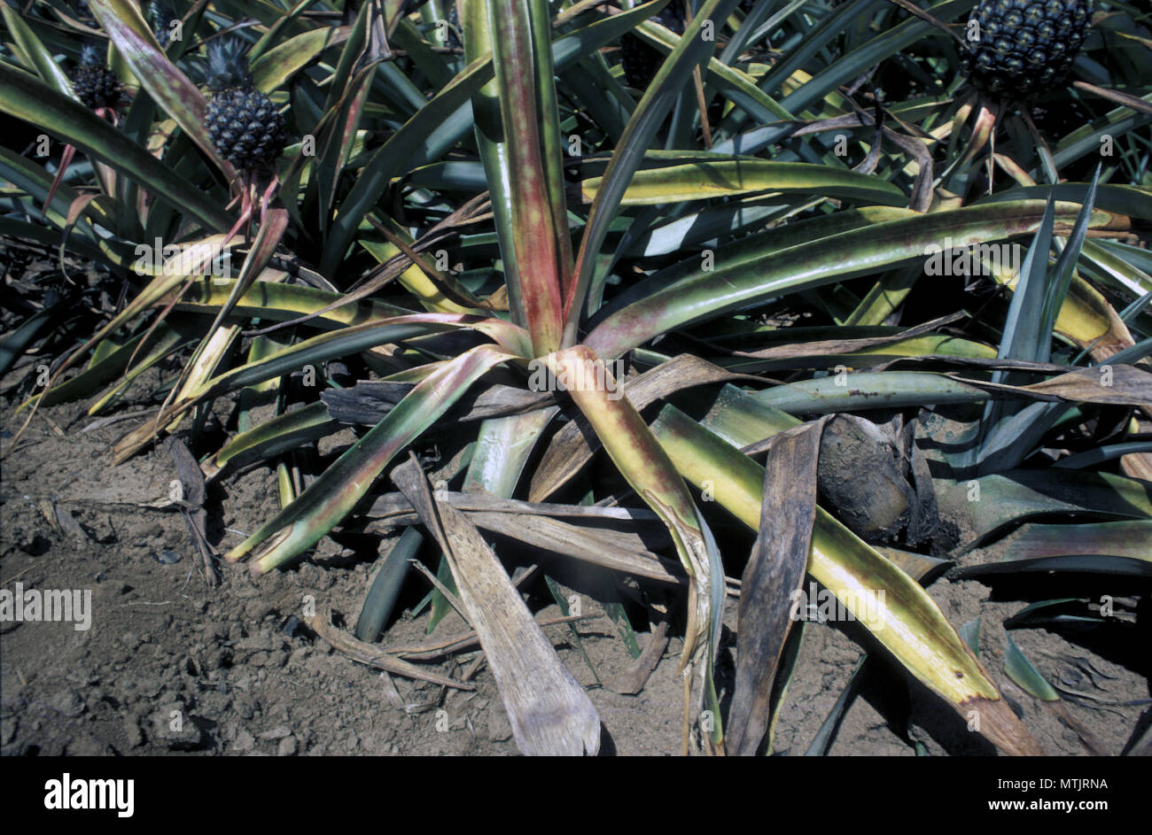 Ananas top und Wurzelfäule (Phytophtora cinnamomi und S. nicotianae var. parasitica) Stockfoto