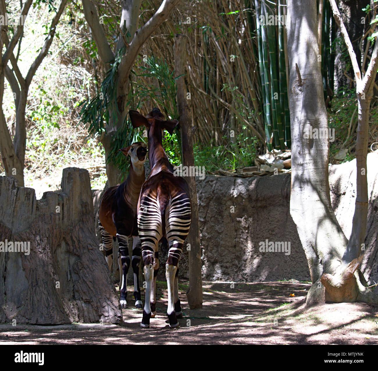 Zwei Okapi einander zugewandt Stockfoto