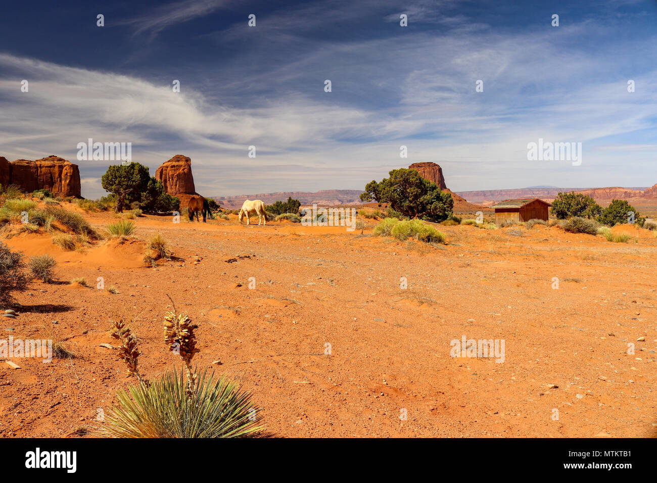 Pferde grasen auf, was Sie in der Wüste Landschaft des Monument Valley Utah finden Stockfoto
