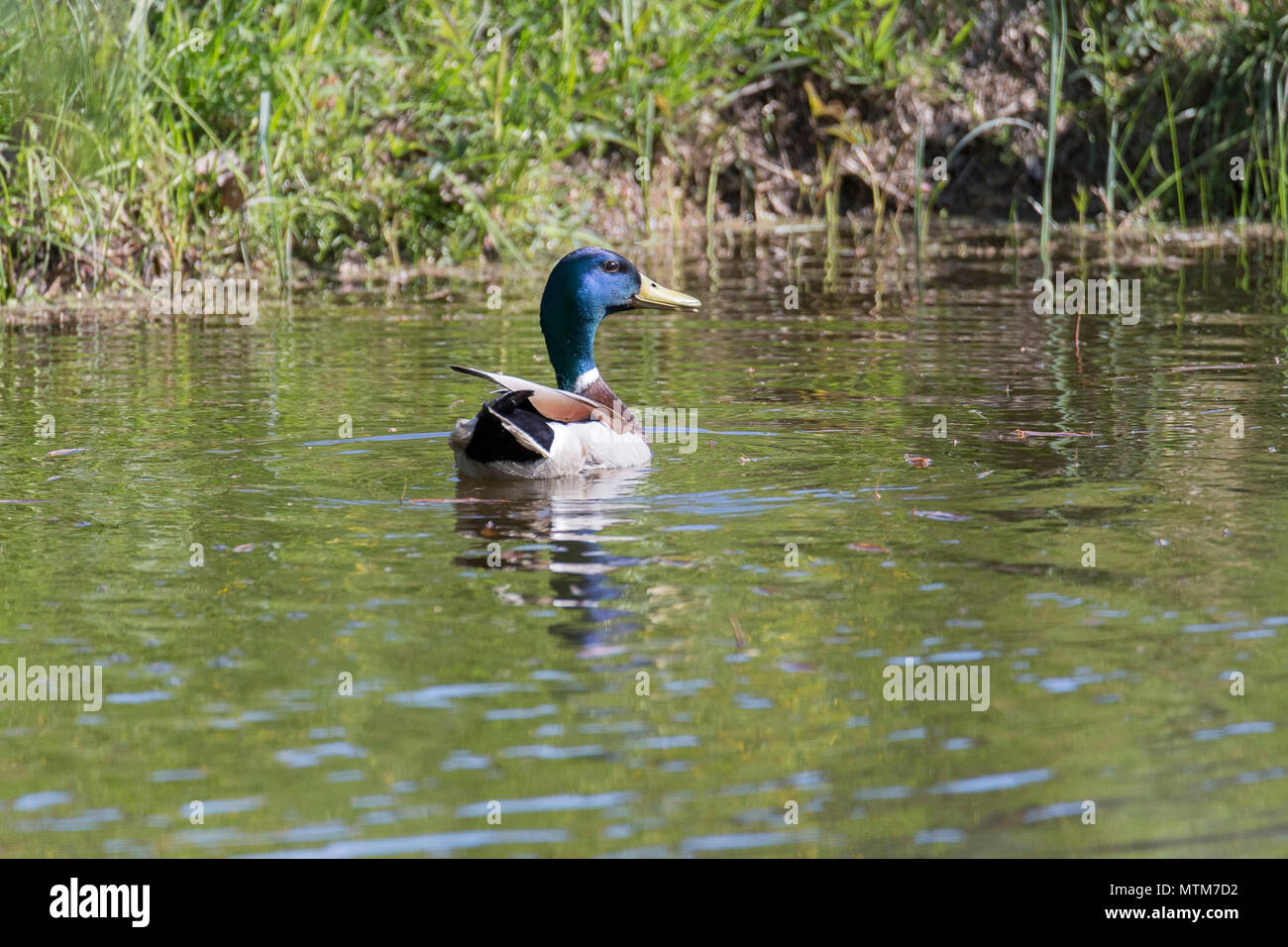 Männliche Stockente schwimmen im Wasser. Stockfoto