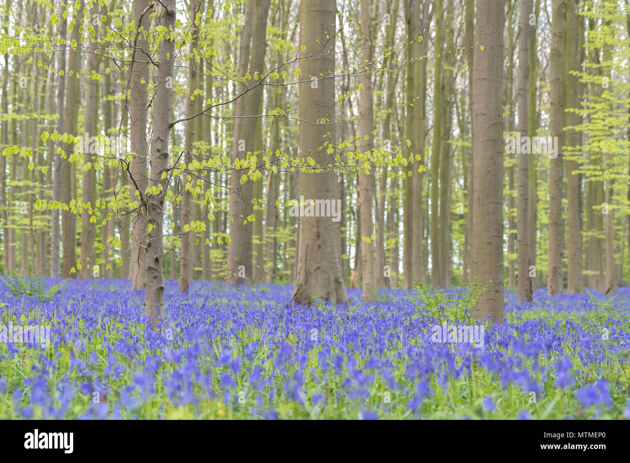 Landschaft @ Hallerbos in Belgien. Es ist ein magischer Wald mit glockenblumen aller im Frühjahr statt. Stockfoto