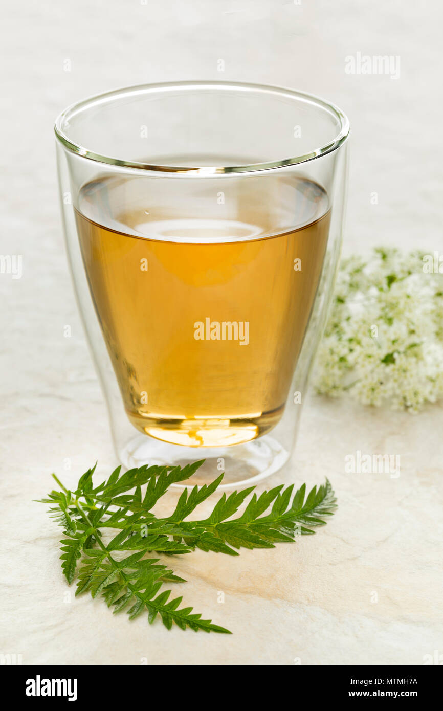 Glas Tee mit einem Zweig und Blume des frischen Petersilie Stockfoto