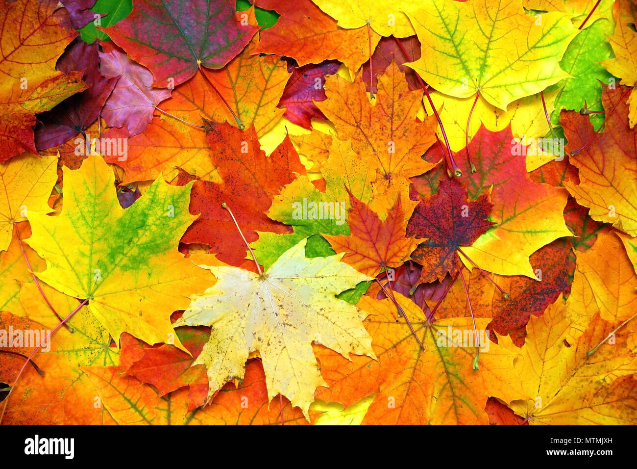 Herbst bunte Blätter Hintergrund Stockfoto