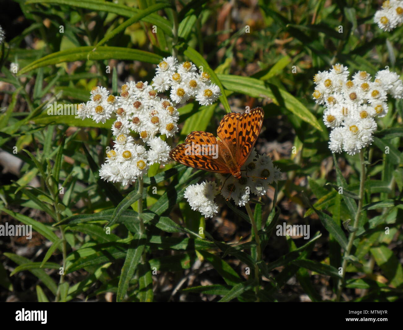 Bunte Fritillary Orange Schmetterling ruht auf kleinen weißen Blüten Stockfoto