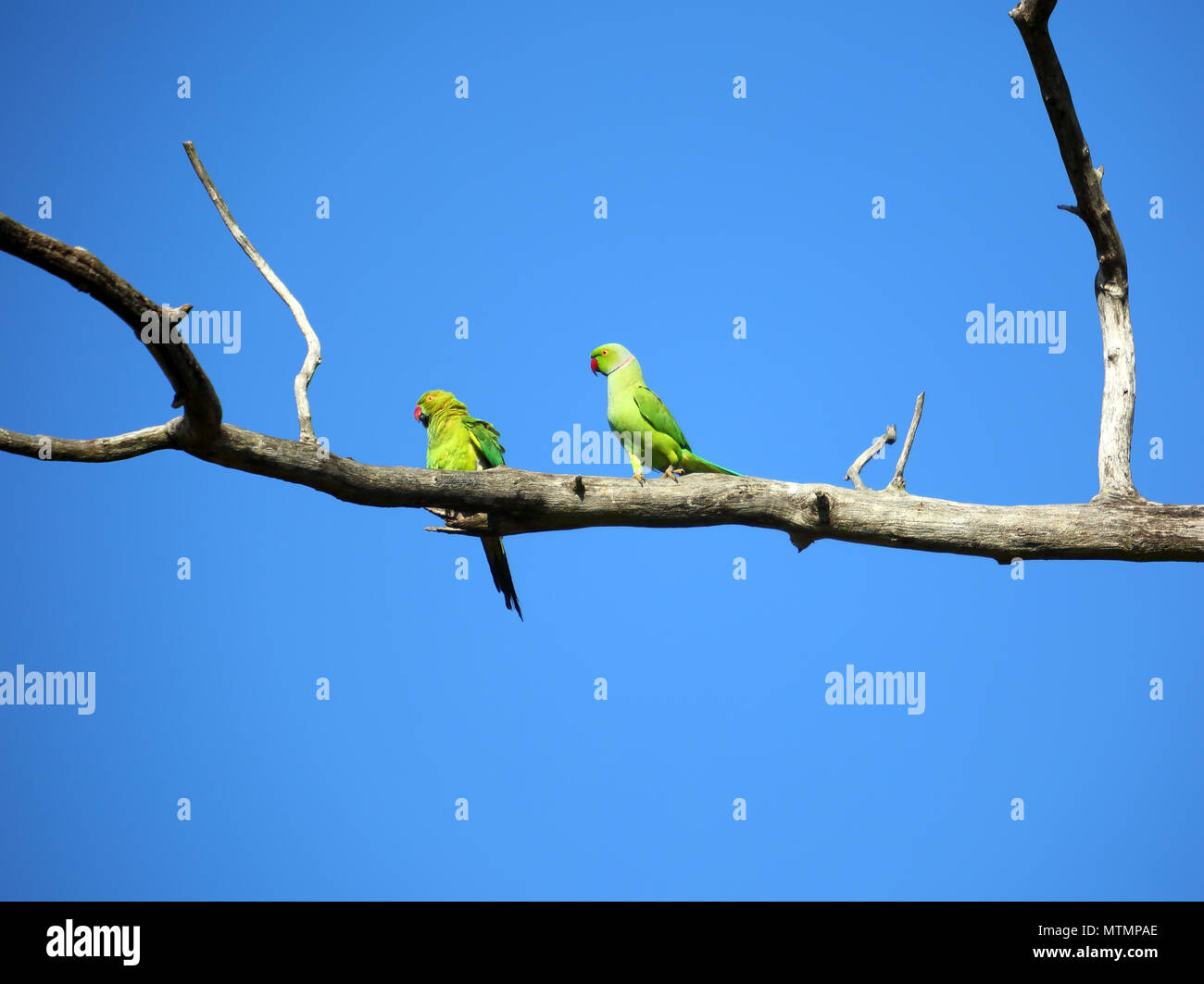 Paar grüne Papageien auf Zweig Stockfoto