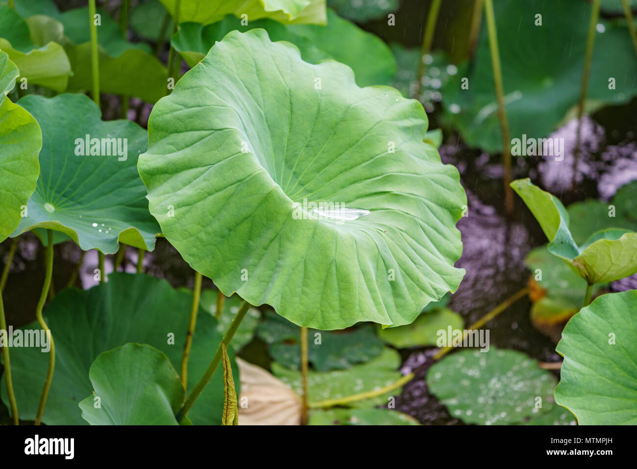 Großes Blatt mit Wasser Stockfoto