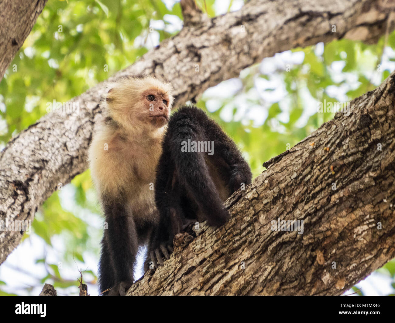 White-faced Kapuzineraffen (Cebus capucinus) in den Bäumen der trockenen Wald, Peninsula Papagayo, Guanacaste, Costa Rica Stockfoto