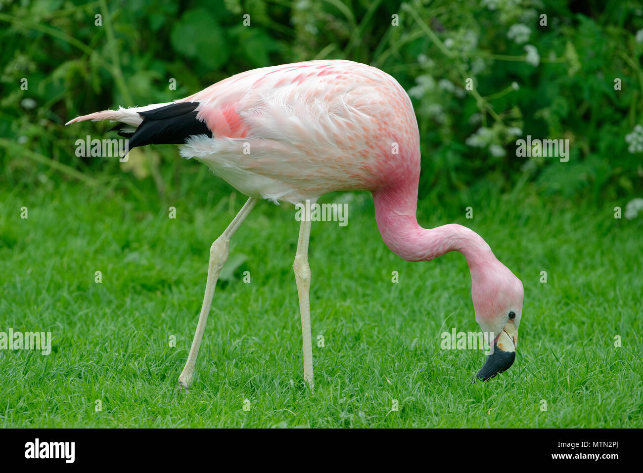 Anden Flamingo - Phoenicoparrus andinus Stockfoto