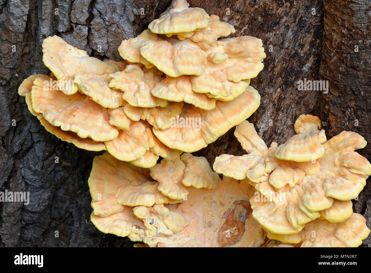 Huhn auf den Wald oder Schwefel Regal - Laetiporus sulfureus gelbe Halterung Pilz wachsen auf Eiche Stockfoto