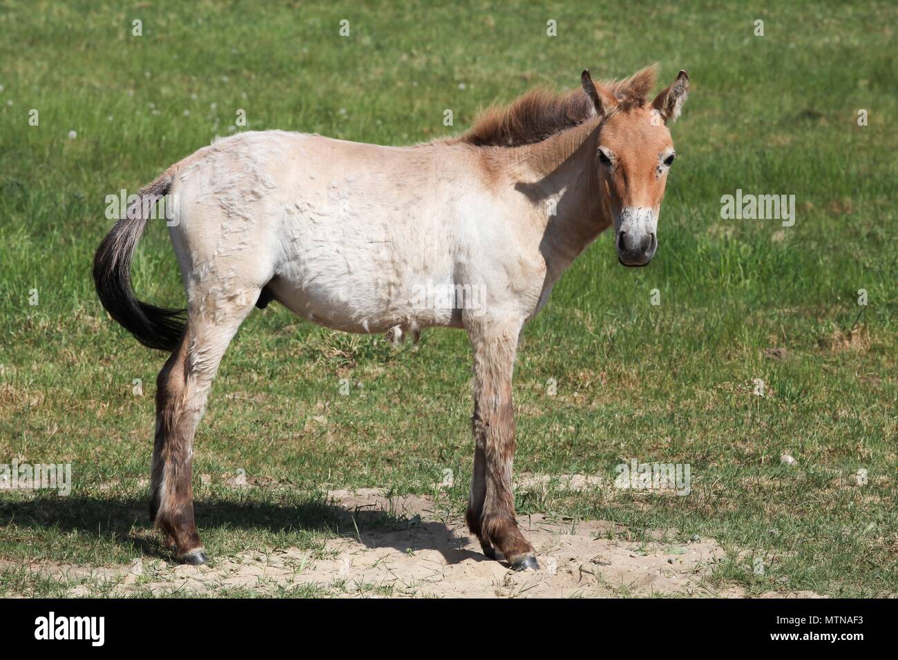 Przewalski's horse in einem Feld Stockfoto