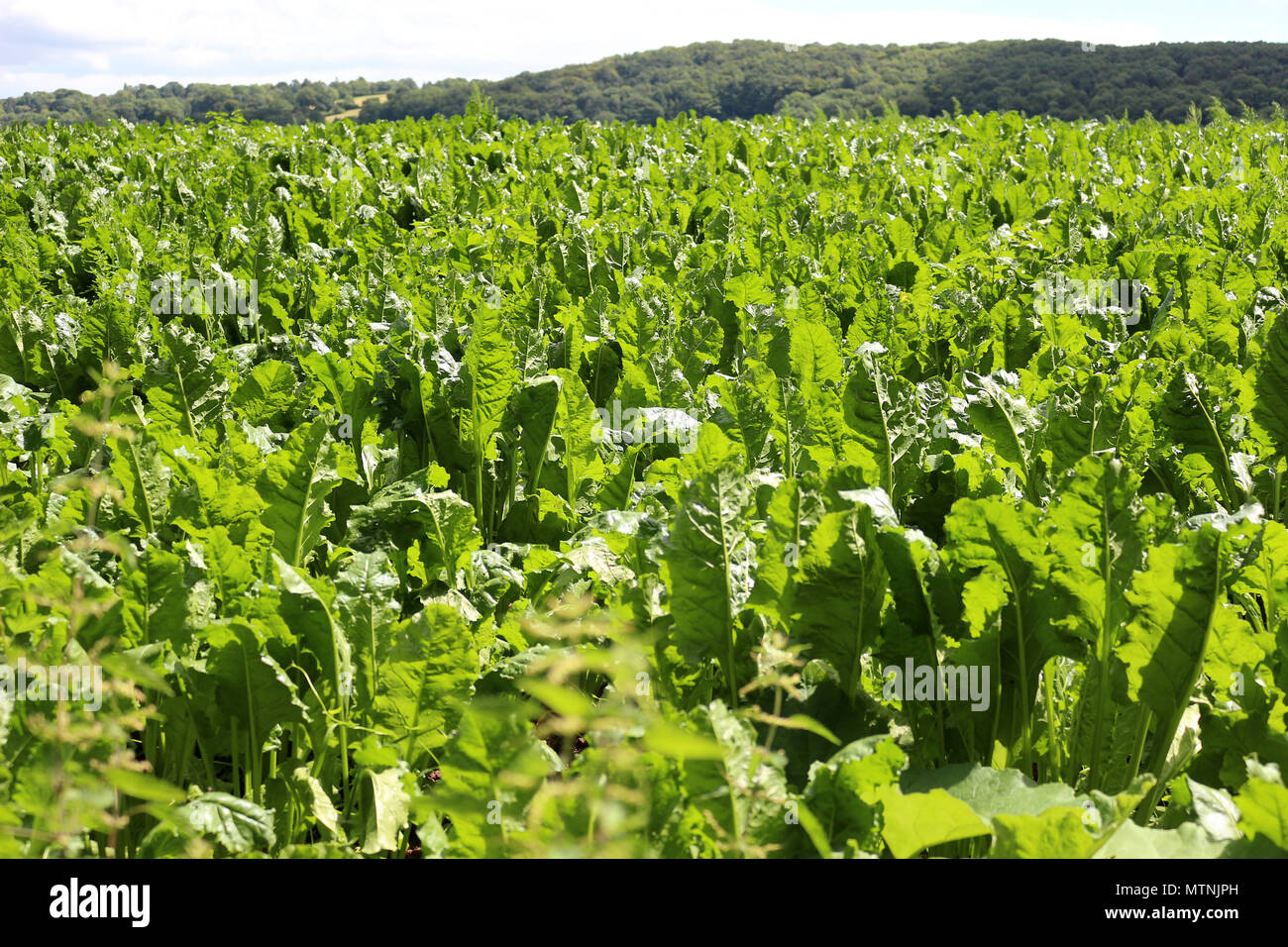 Zuckerrüben wachsen in Felder im Sommer Sonnenschein Stockfoto