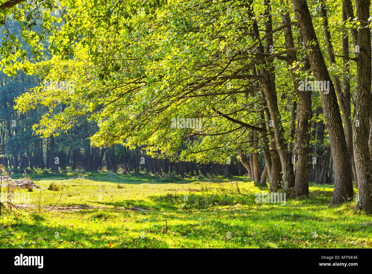 Erlenwald im Sommer sonnigen Tag in Rumänien Stockfoto