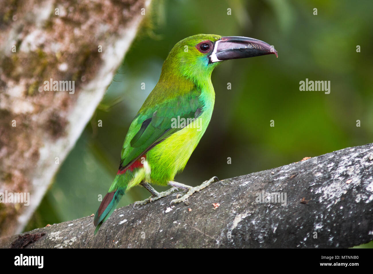 Crimson-rumped toucanet im Refugio Paz de las Aves, Ecuador. Stockfoto