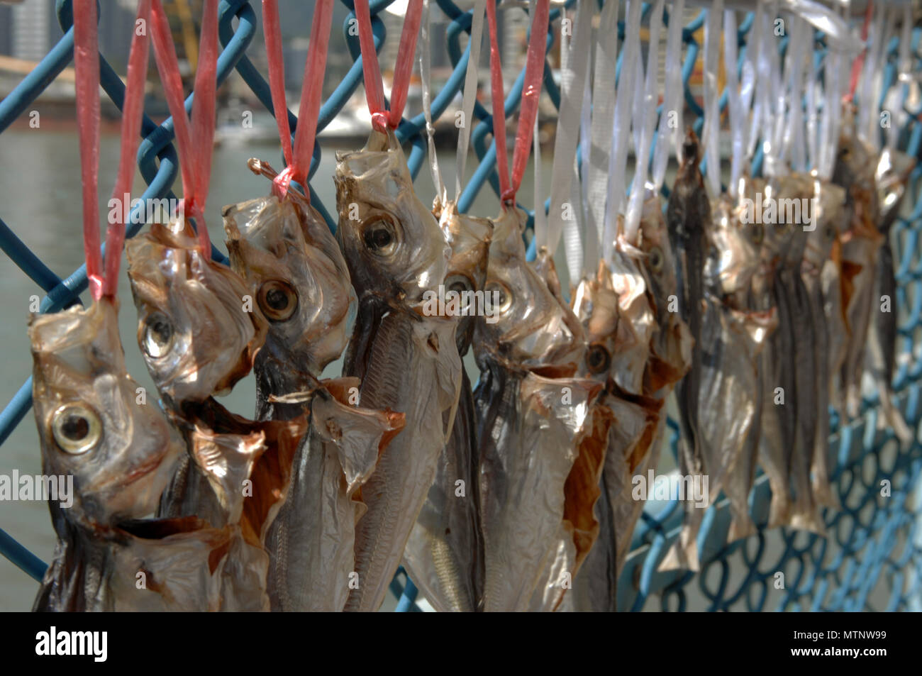 Fischfilets hängen am Zaun, um bei Sonnenschein zu trocknen, Macao, China. Stockfoto