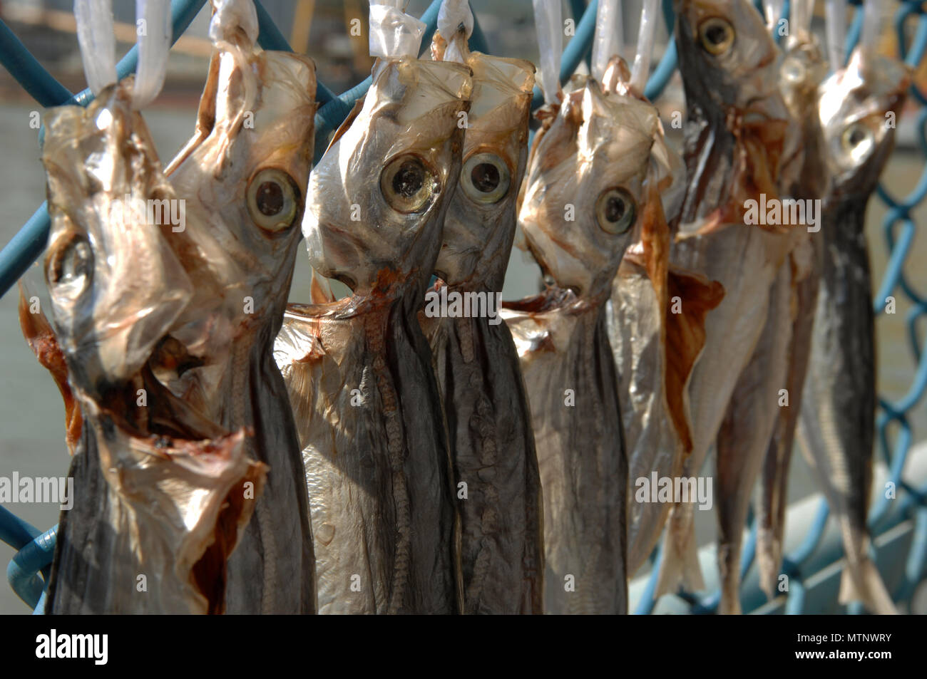 Fischfilets hängen am Zaun, um bei Sonnenschein zu trocknen, Macao, China. Stockfoto