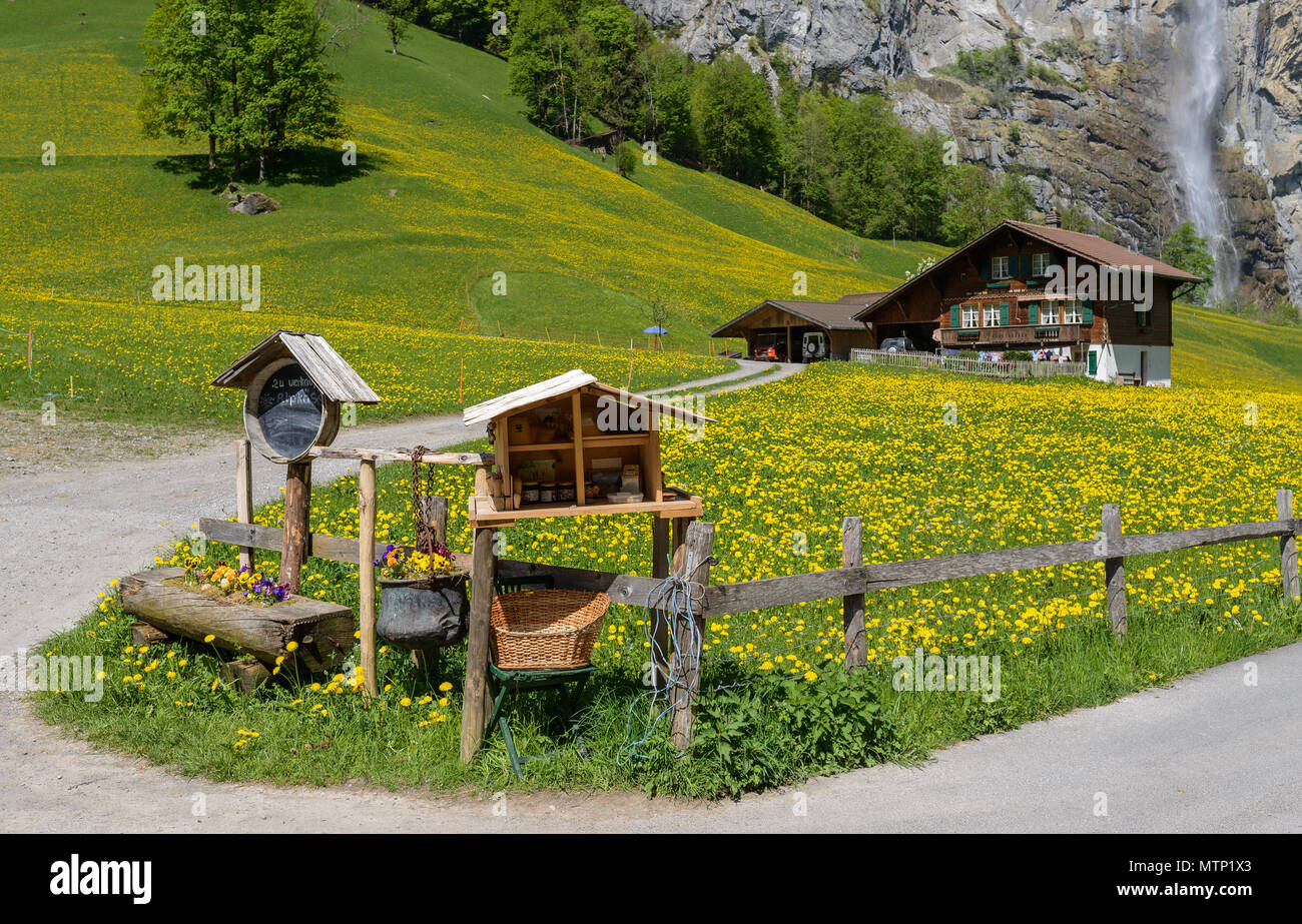 Traditionelle Schweizer Bauernhof stehen auf Hang unter Staubbach Wasserfall an einem klaren Tag im Mai mit Blumen überall Stockfoto