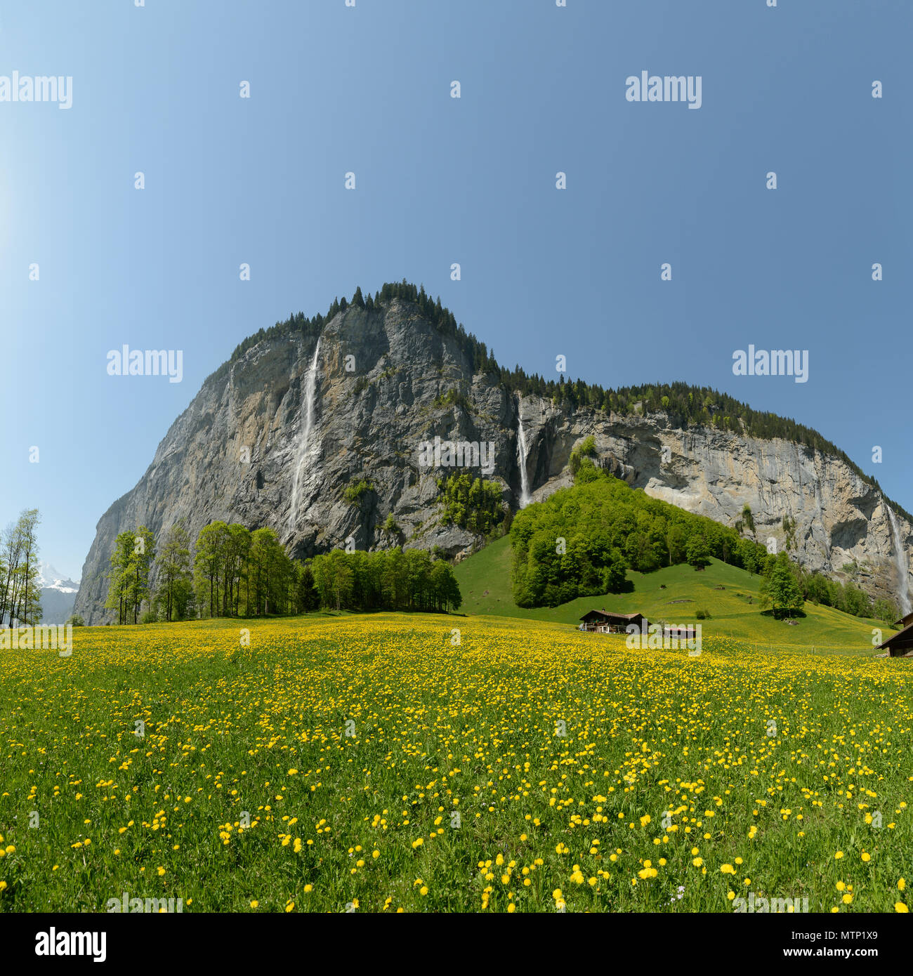 Panoramablick auf einem Hang unter der Klippe mit Spissbach Wasserfall hinunter laufen an einem klaren Tag im Mai mit Löwenzahn Blumen überall Stockfoto