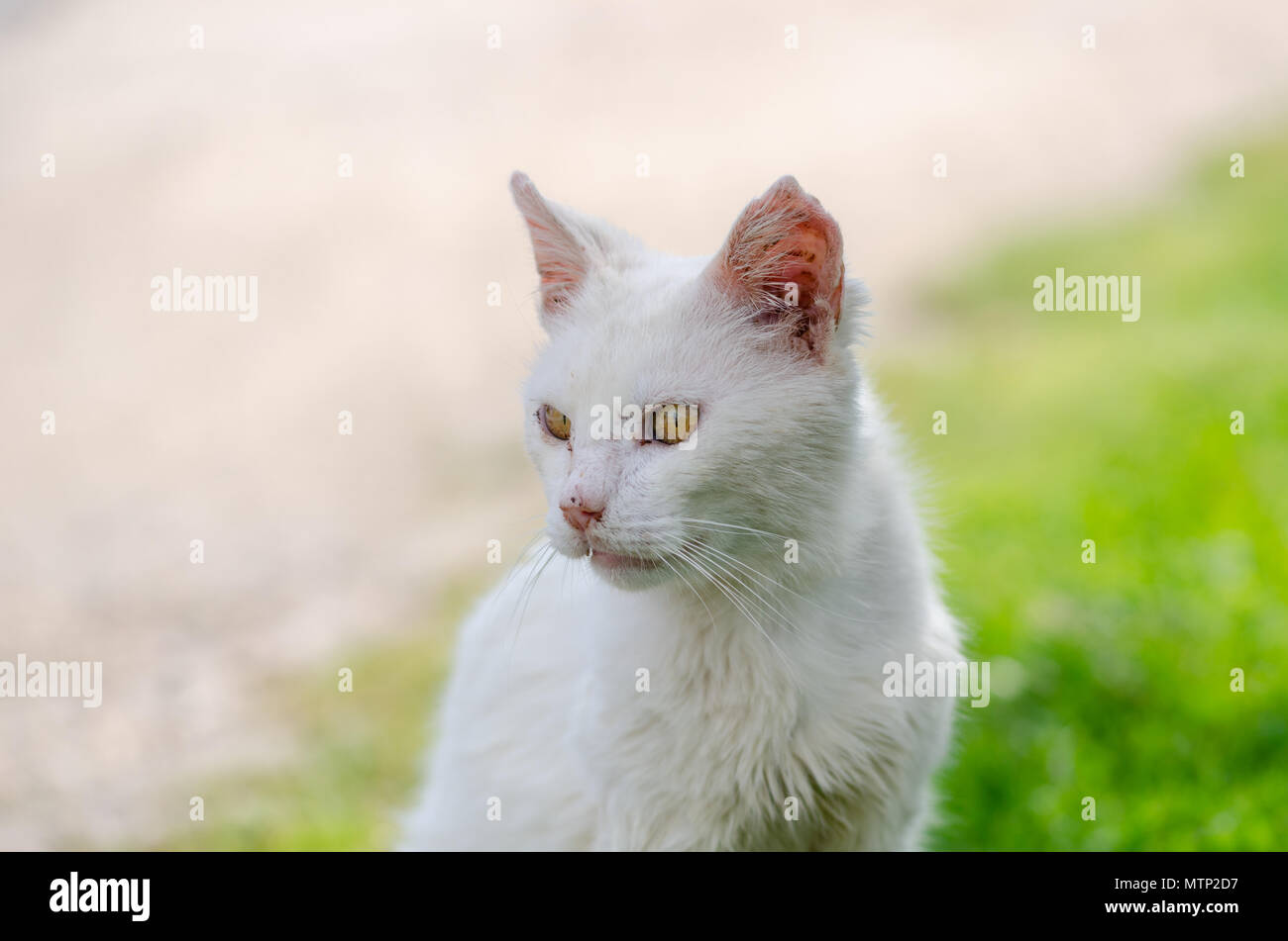 Ein durty armen Obdachlosen verletzt Kranken vernachlässigt Stray weiße Katze aufgegeben. Es ist mit Verletzten Ohren, Augen und Narben im Park. Stockfoto