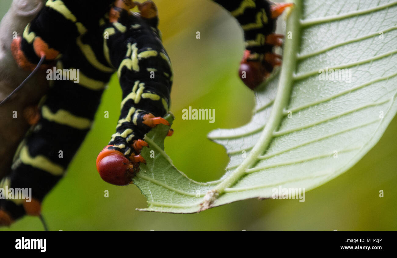 Sphinx (Pseudosphinx Tetrio tetrio) Larven auf Plumeria (FRANGIPANI) in Antigua-aka riesigen grauen Sphinx, Frangipani hornworm, & plumeria Caterpillar Stockfoto