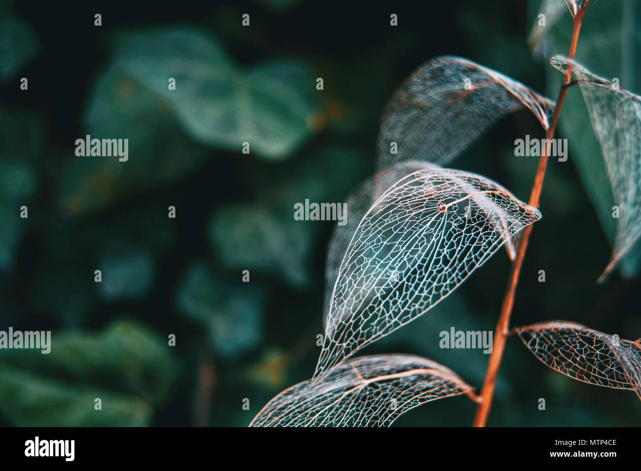 Zarte blatt Skelett Makro Nahaufnahme, Ruscus aculeatus Stockfoto