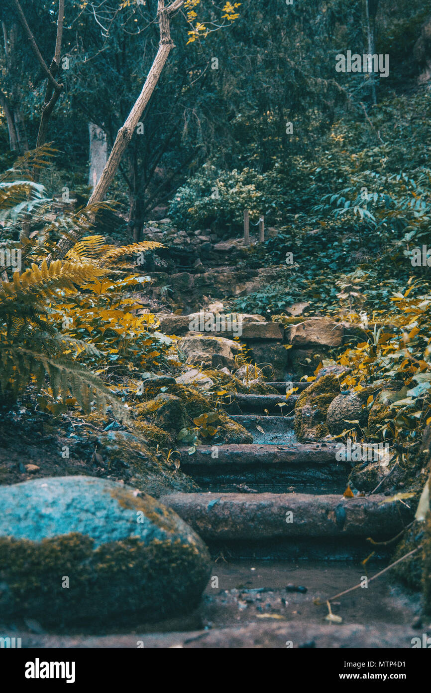 Treppen mit Moos in der Mitte eines dunklen Wald Stockfoto