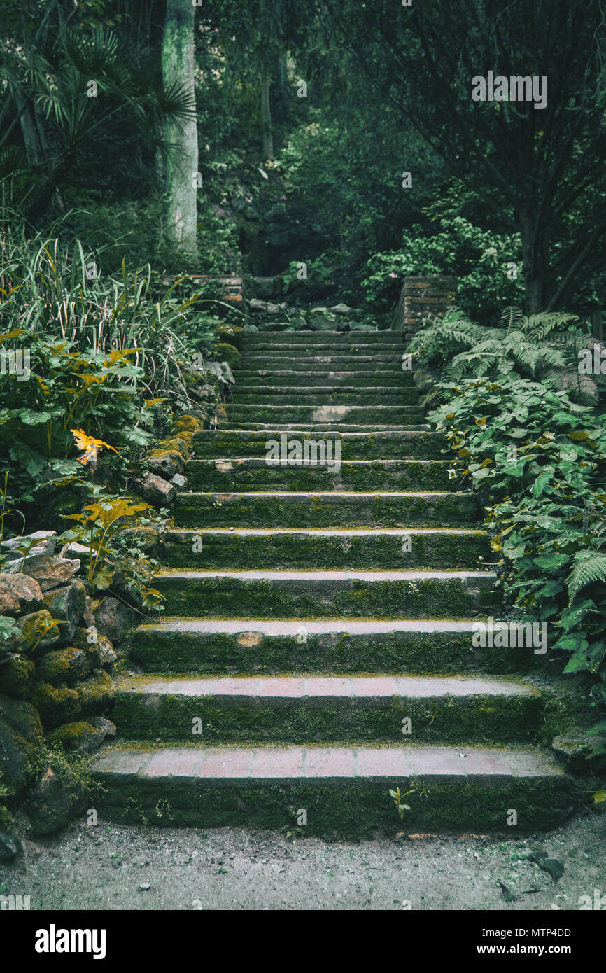 Treppen mit Moos in der Mitte eines dunklen Wald Stockfoto