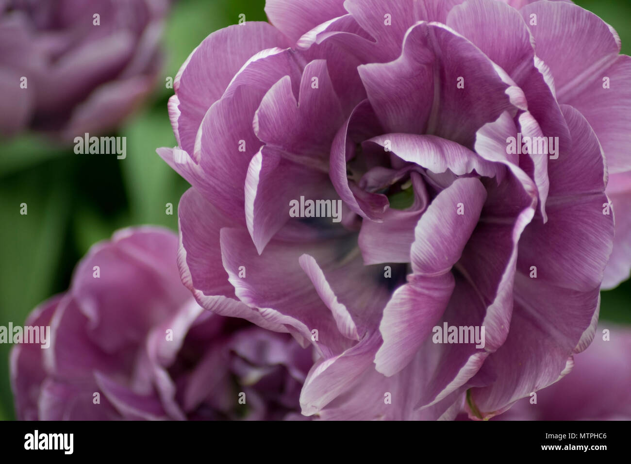 Garten Tulip Closeup (violett) Stockfoto