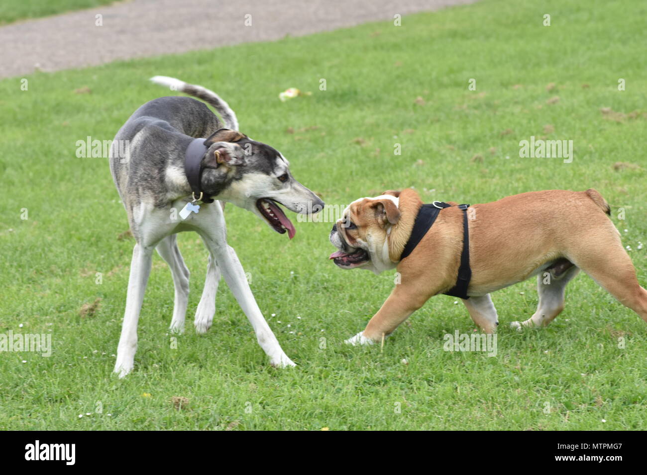 Hunde spielen Stockfoto